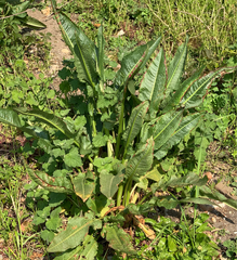 Rumex