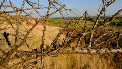 Sesamothamnus lugardii