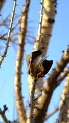 Sesamothamnus lugardii