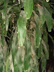 Dracaena fragrans