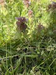 Lamium purpureum