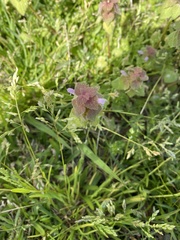 Lamium purpureum