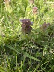 Lamium purpureum