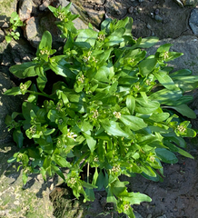 Angiospermae