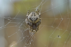 Araneus ventricosus