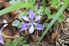 Iris rossii