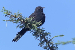 Cercotrichas podobe