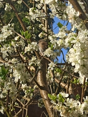 Prunella modularis occidentalis