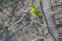 Merops viridissimus