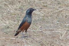 Lamprotornis pulcher