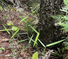 Dichanthelium equilaterale