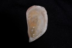 Septifer bilocularis