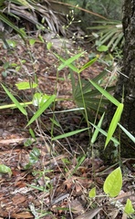 Dichanthelium equilaterale