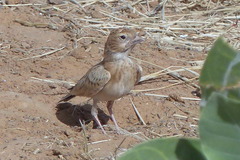 Eremopterix leucotis