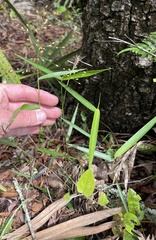 Dichanthelium equilaterale