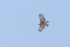 Circaetus beaudouini