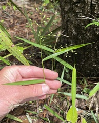 Dichanthelium equilaterale