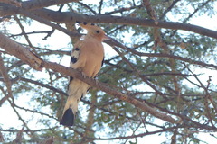 Upupa epops senegalensis