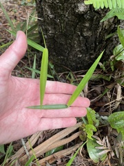 Dichanthelium equilaterale