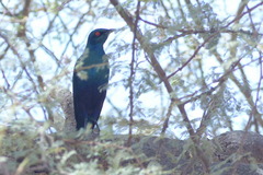 Lamprotornis chalybaeus