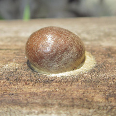 Reticularia splendens