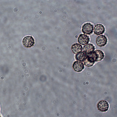 Reticularia splendens