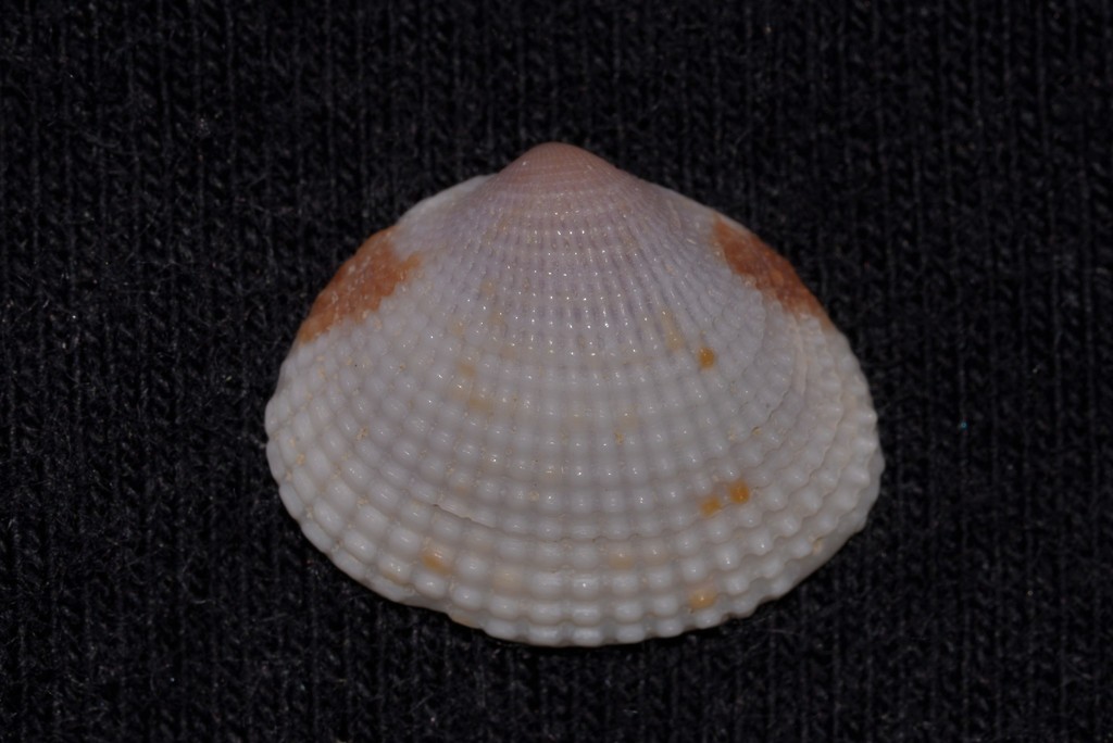 Timoclea subnodulosa