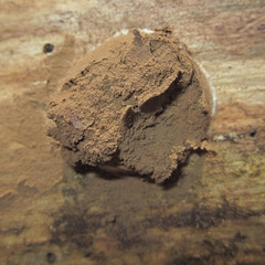Reticularia splendens