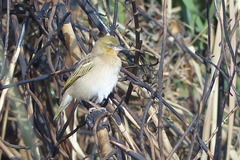 Ploceus melanocephalus