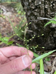 Dichanthelium equilaterale