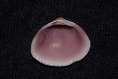 Timoclea subnodulosa