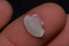 Timoclea subnodulosa