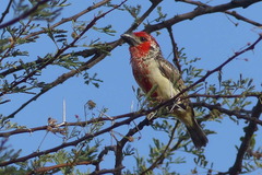 Lybius vieilloti