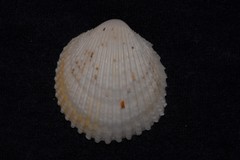 Vasticardium vertebratum