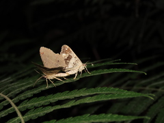 Chiasmia monticolaria