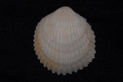 Vasticardium vertebratum