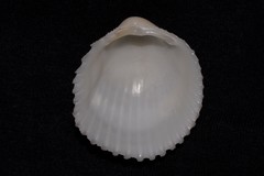 Vasticardium vertebratum