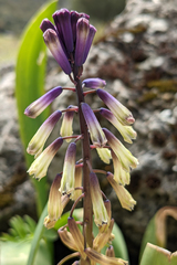 Bellevalia trifoliata