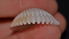 Vasticardium vertebratum