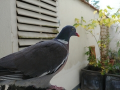 Columba palumbus