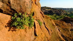 Stemodiopsis kamundii