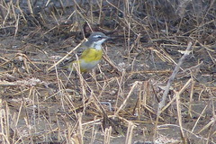Motacilla flava iberiae