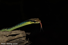 Dendrelaphis cyanochloris