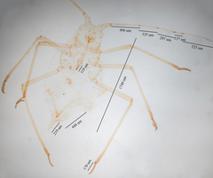 Acyrthosiphon lactucae