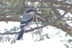 Lanius excubitor leucopygos