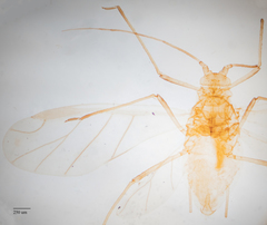 Acyrthosiphon lactucae