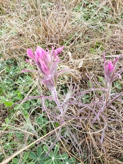 Castilleja purpurea