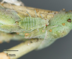 Acyrthosiphon lactucae