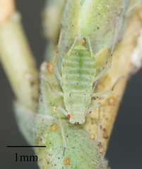 Acyrthosiphon lactucae