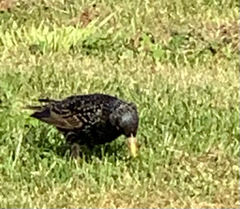 Sturnus vulgaris